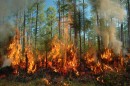 Ответственность за пожары в лесах